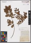 Foto von Salix aurita L.